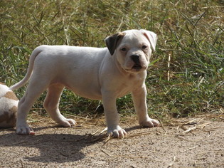 Alapaha Blue Blood Bulldog Puppy for sale in BATESVILLE, AR, USA