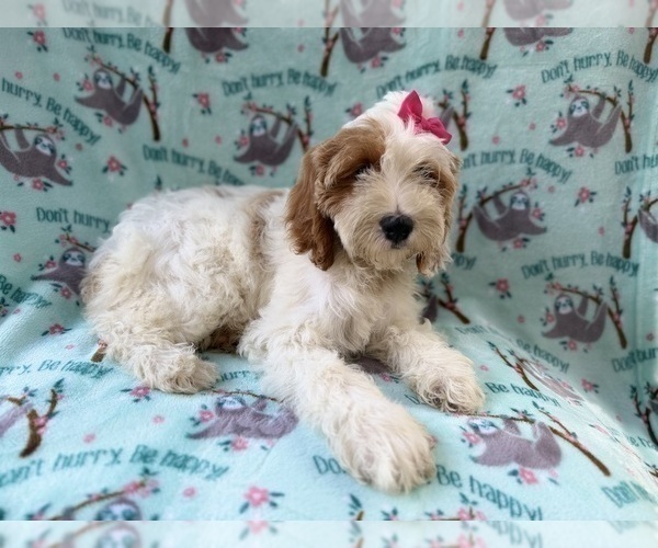 Medium Photo #2 Cock-A-Poo Puppy For Sale in LAKELAND, FL, USA