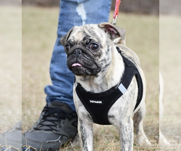 Medium Photo #1 Pug Puppy For Sale in PALM COAST, FL, USA