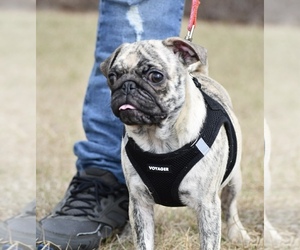 Pug Puppy for sale in PALM COAST, FL, USA