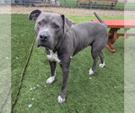 Small #2 American Pit Bull Terrier-American Staffordshire Terrier Mix