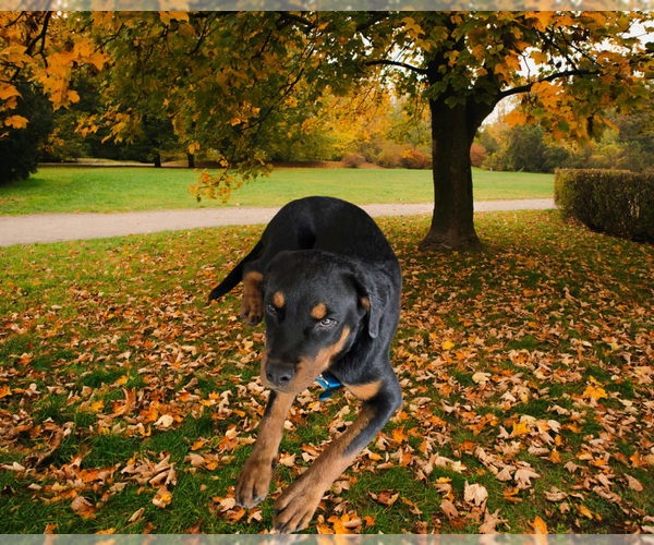 Medium Photo #4 Rottweiler Puppy For Sale in Gilbert, AZ, USA