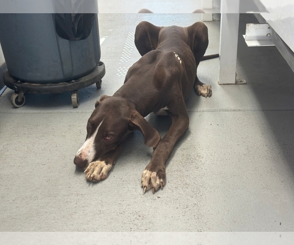 Medium Photo #3 Great Dane Puppy For Sale in LAKELAND, FL, USA
