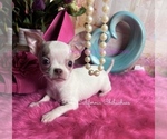 Casper - Male Chihuahua Puppy for Sale - Photo #5