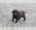 Small Photo #13 Labradoodle Puppy For Sale in MEMPHIS, MO, USA