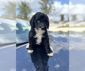 Bernedoodle mix (+ Poodle Standard) Puppy for sale in SAN ANTONIO, TX, USA