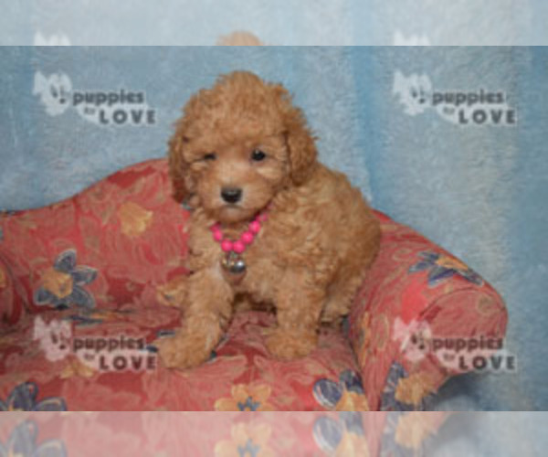 Medium Photo #20 Poodle (Toy) Puppy For Sale in SANGER, TX, USA