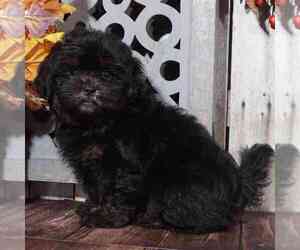 ShihPoo Puppy for sale in MOUNT VERNON, OH, USA