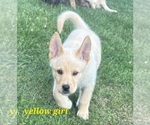 Puppy Yellow girl German Shepherd Dog-Siberian Husky Mix