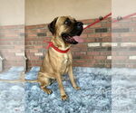 Small #3 Mastiff