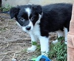 Small Photo #12 Border-Aussie Puppy For Sale in BLUE RIVER, WI, USA