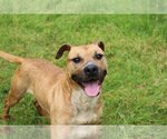 Small #2 American Staffordshire Terrier Mix