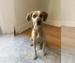 Small #4 Black Mouth Cur Mix