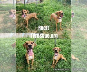 Rhett - Male Mutt Dog for Adoption - Photo #7