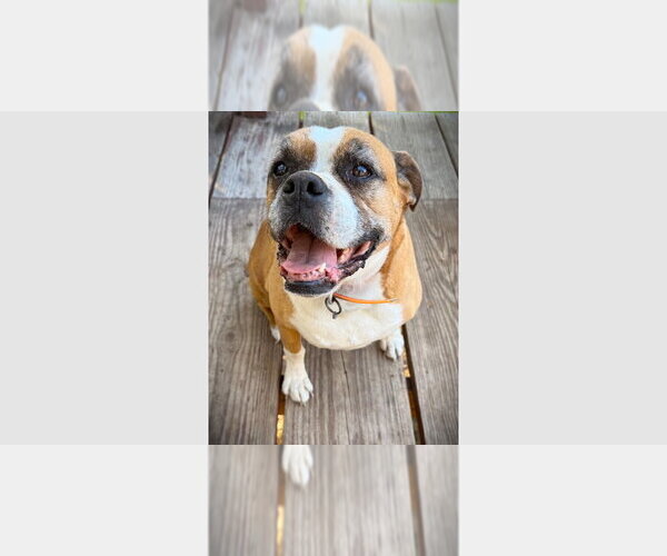 Medium Photo #1 Boxer Puppy For Sale in Austin, TX, USA