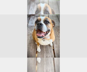 Boxer Dogs for adoption in Austin, TX, USA