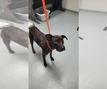 Small American Pit Bull Terrier Mix