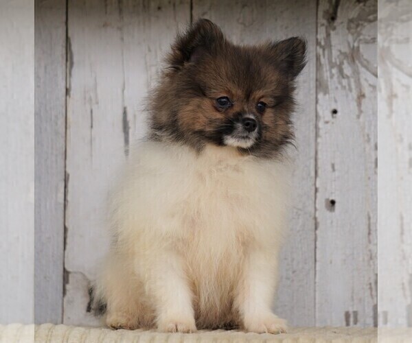 Medium Photo #2 Pomeranian Puppy For Sale in FREDERICKSBG, OH, USA
