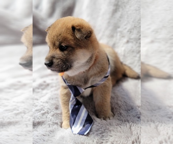 Medium Photo #2 Shiba Inu Puppy For Sale in SOMERSWORTH, NH, USA