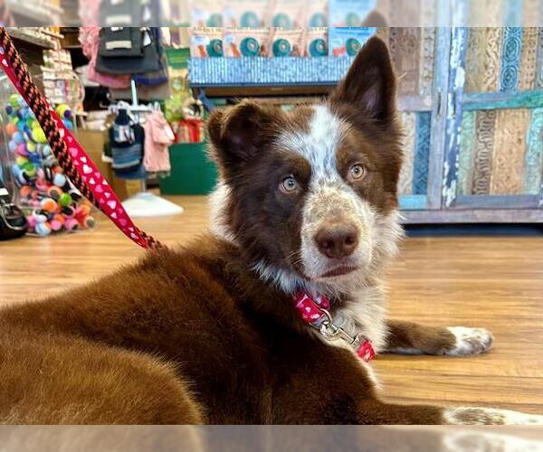 Medium Photo #1 Border Collie Puppy For Sale in Santa Rosa, CA, USA