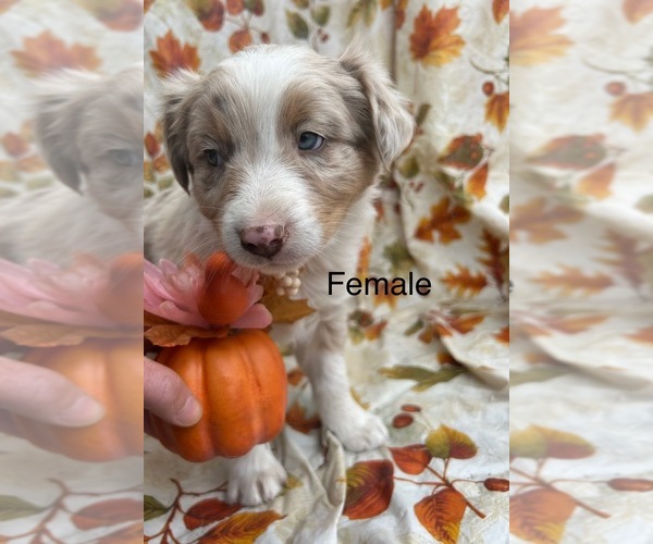 Medium Photo #5 Australian Shepherd Puppy For Sale in COTOPAXI, CO, USA