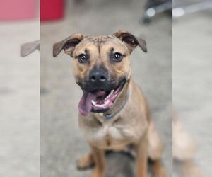 Carmelo - Male Mutt Dog for Adoption - Photo #2