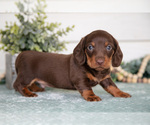 Puppy Peanut Dachshund