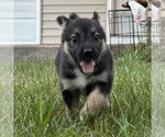Small #2 German Shepherd Dog Mix