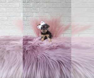 Yorkshire Terrier Puppy for sale in INDIANAPOLIS, IN, USA