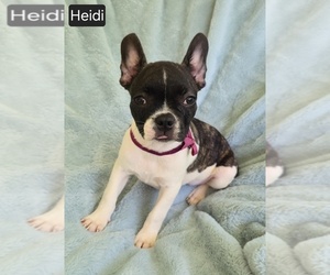 Faux Frenchbo Bulldog Puppy for sale in MINERAL WELLS, WV, USA