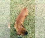 Small Photo #4 Bullmastiff Puppy For Sale in BELLVILLE, TX, USA