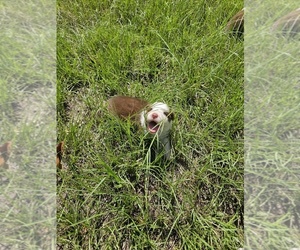 Miniature Australian Shepherd Puppy for sale in ARCHER, FL, USA