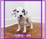 Small Photo #1 Dalmatian Puppy For Sale in NEW ORLEANS, LA, USA