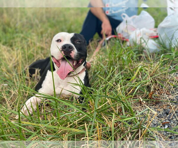 Medium Photo #4 Mutt Puppy For Sale in Lewistown, PA, USA