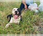 Small #3 Mutt