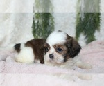 Small #4 Shih Tzu
