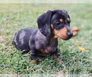 Dachshund Puppy for sale in BRISTOL, TN, USA