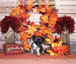 Small #1 Chihuahua