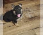 Small #2 German Shepherd Dog
