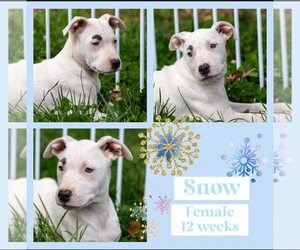 American Bulldog-Whippet Mix Dogs for adoption in Milner, GA, USA