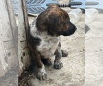 Small Photo #9 Australian Shepherd-Boxer Mix Puppy For Sale in ORRVILLE, OH, USA