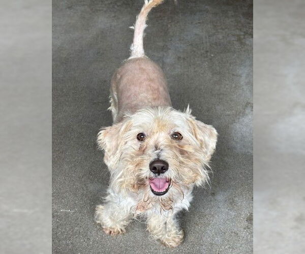 Medium Photo #1 - Mix Puppy For Sale in San Bernardino, CA, USA