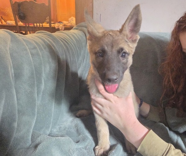 Medium Photo #5 Australian Shepherd-German Shepherd Dog Mix Puppy For Sale in HILLSDALE, MI, USA