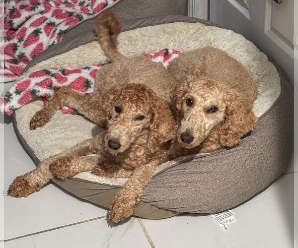 Medium Photo #1 Goldendoodle Puppy For Sale in Bonita Springs, FL, USA