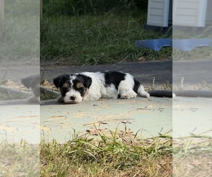 Biewer Terrier Puppy for Sale in EUREKA, Montana USA