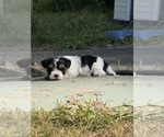 Small Biewer Terrier
