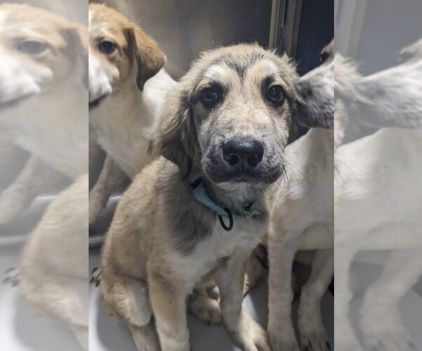 Medium Photo #1 Great Pyrenees-Unknown Mix Puppy For Sale in Andover, MN, USA