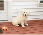 Small #2 English Cream Golden Retriever