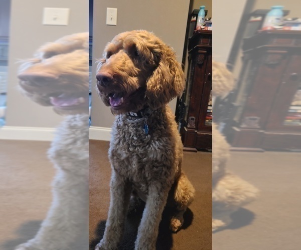Medium Photo #1 Goldendoodle (Miniature) Puppy For Sale in HARTSVILLE, SC, USA