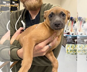 American Staffordshire Terrier Dogs for adoption in Gilberts, IL, USA